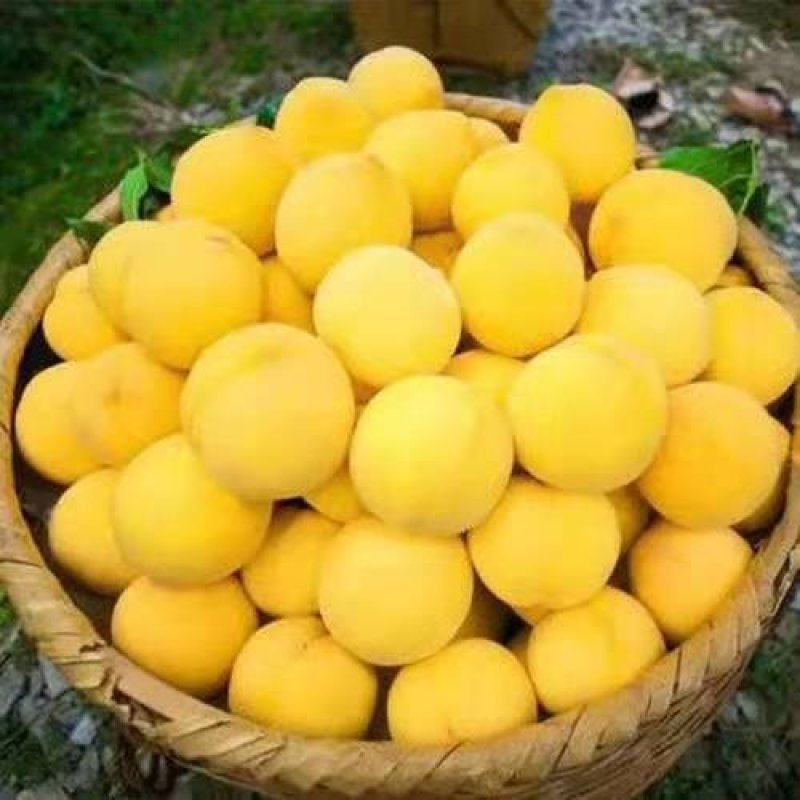 果大，硬度好