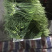 好蒜苔