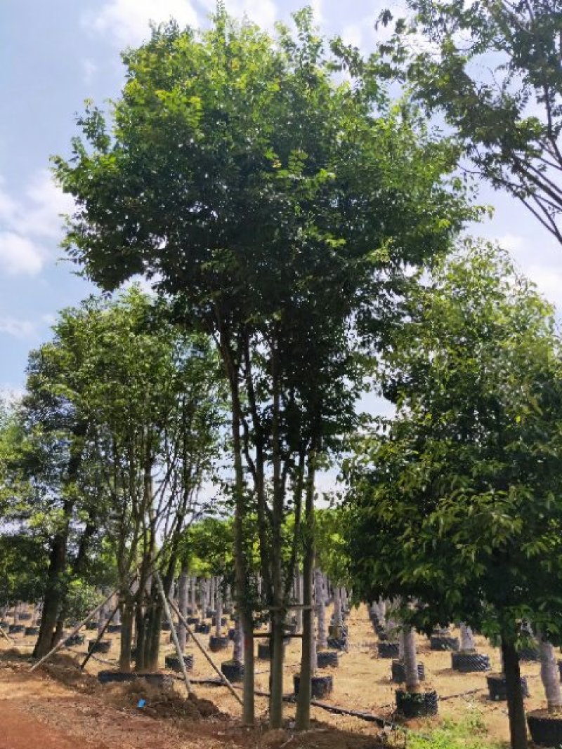 丛生朴树五杆12公分基地直销价格优惠