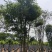 丛生朴树五杆12公分基地直销价格优惠