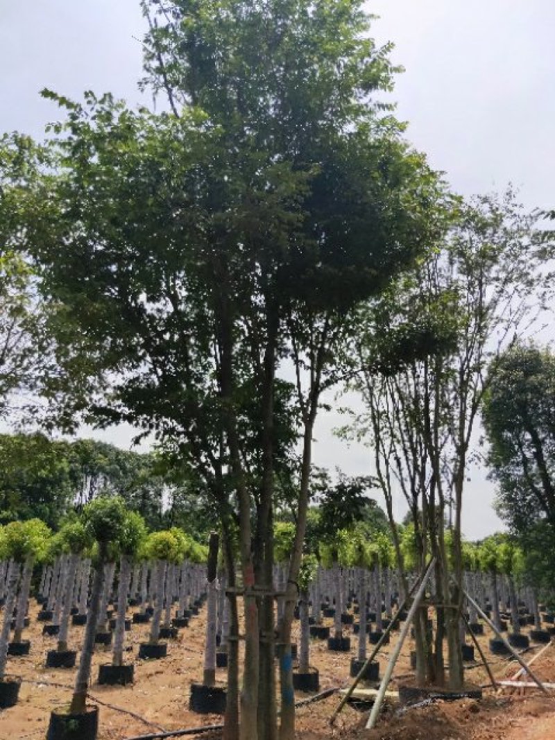 丛生朴树五杆12公分基地直销价格优惠