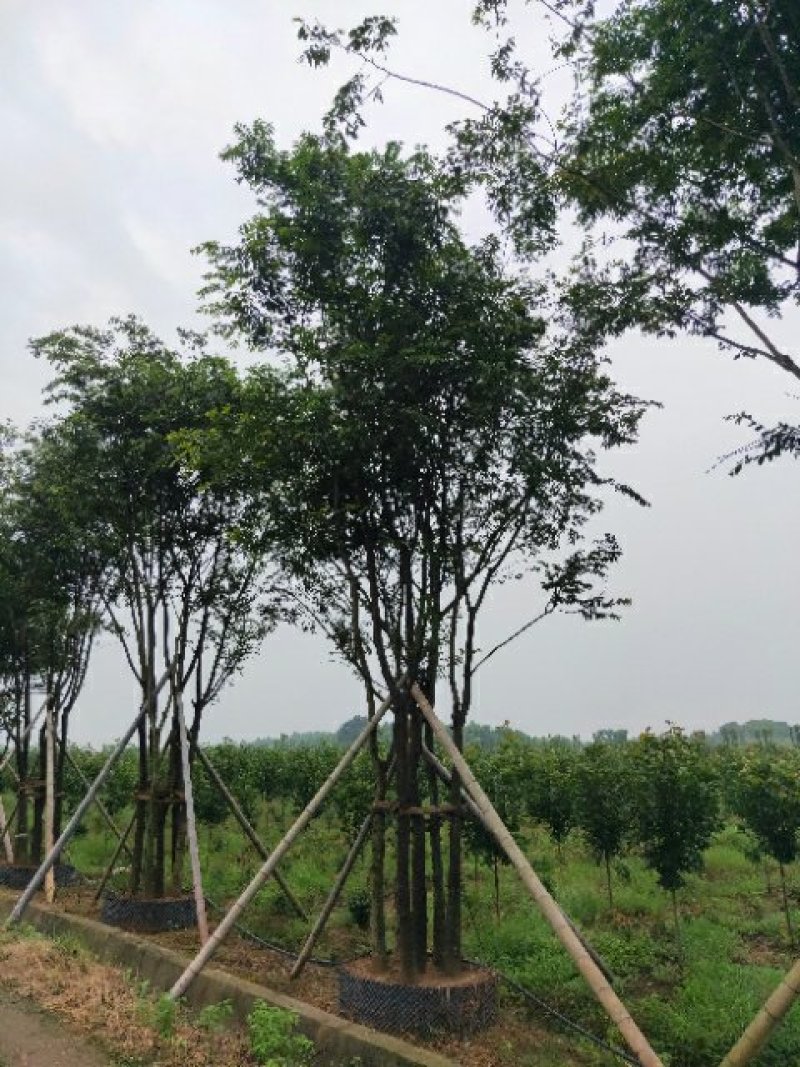 丛生朴树五杆12公分基地直销价格优惠