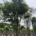 丛生朴树五杆12公分基地直销价格优惠