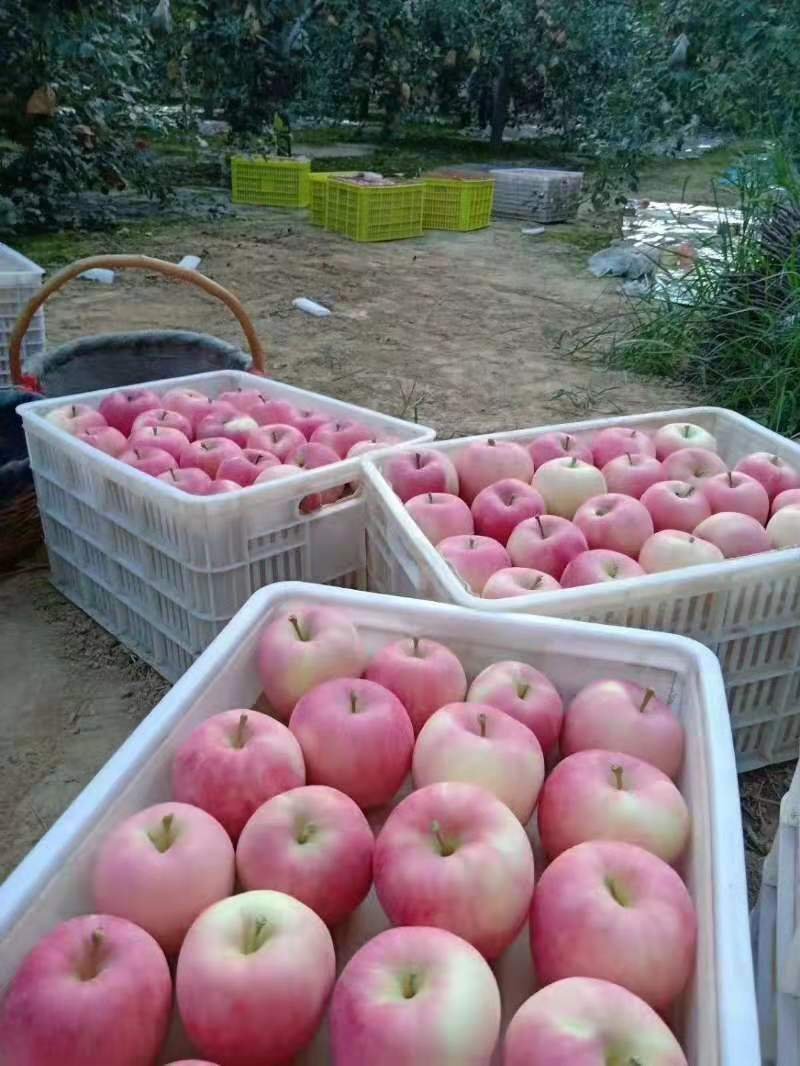 红富士苹果（由“88农场主联盟”提供）