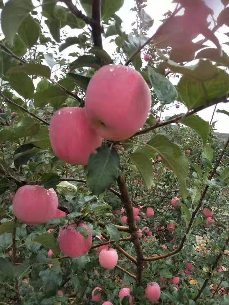 红富士苹果（由“88农场主联盟”提供）