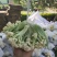 松花80散花乳白