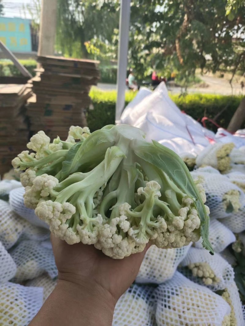松花80散花乳白