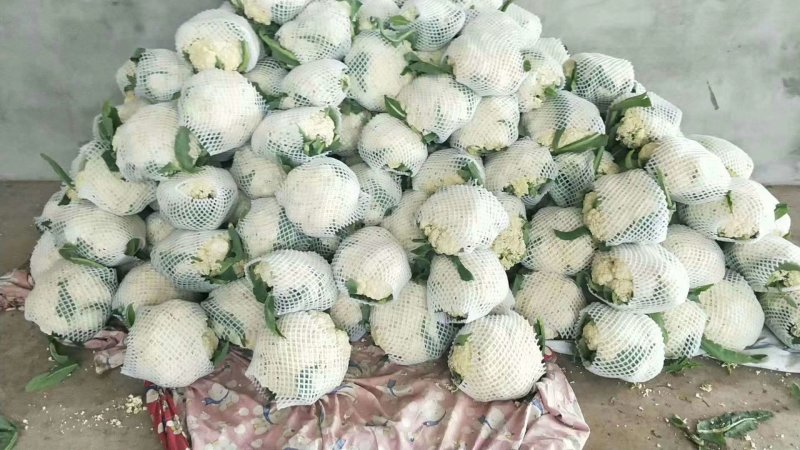 松花80散花乳白