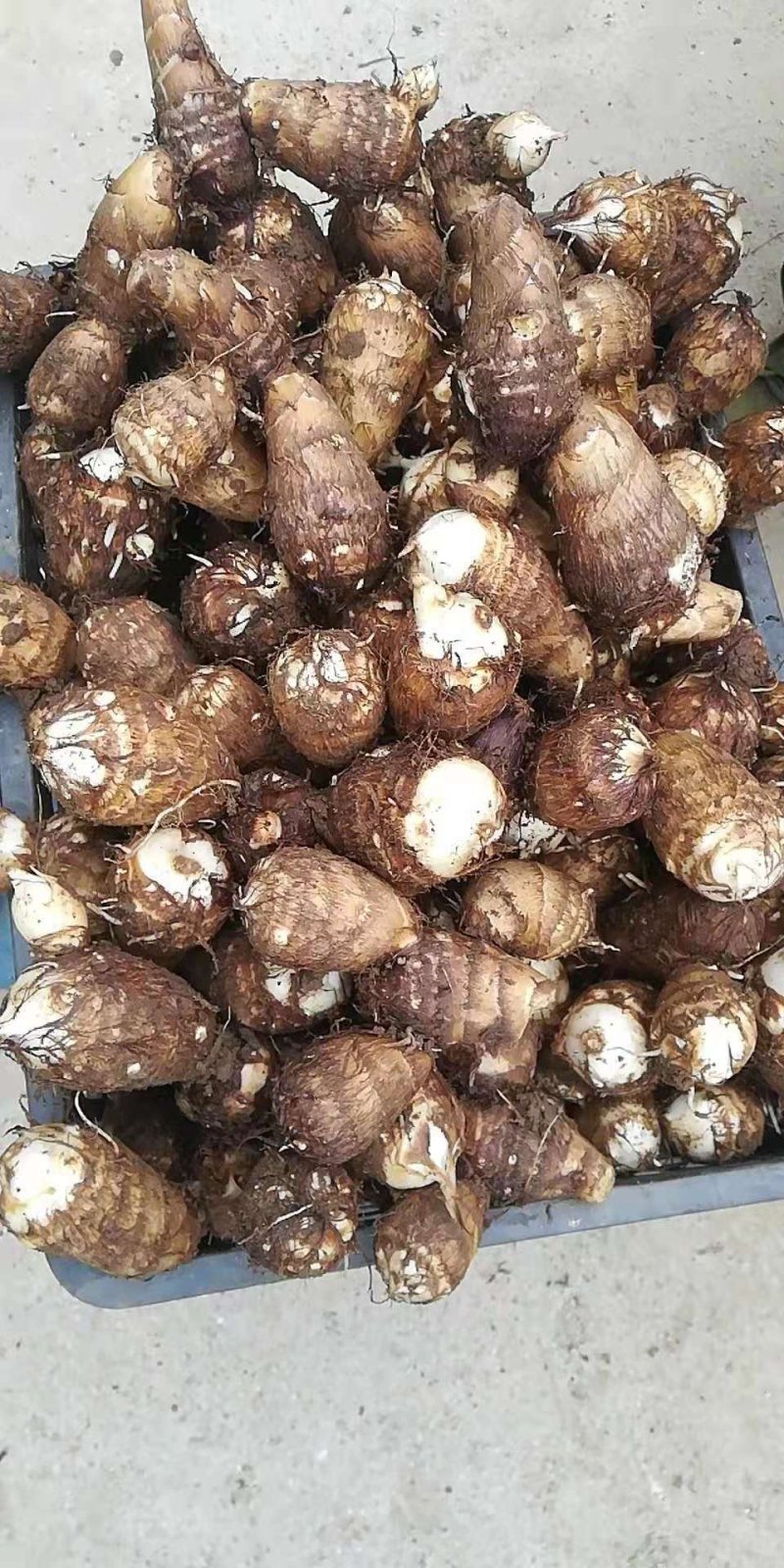 芋头大量供应安丘芋头