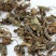 虎耳草千余品种供应承接订单