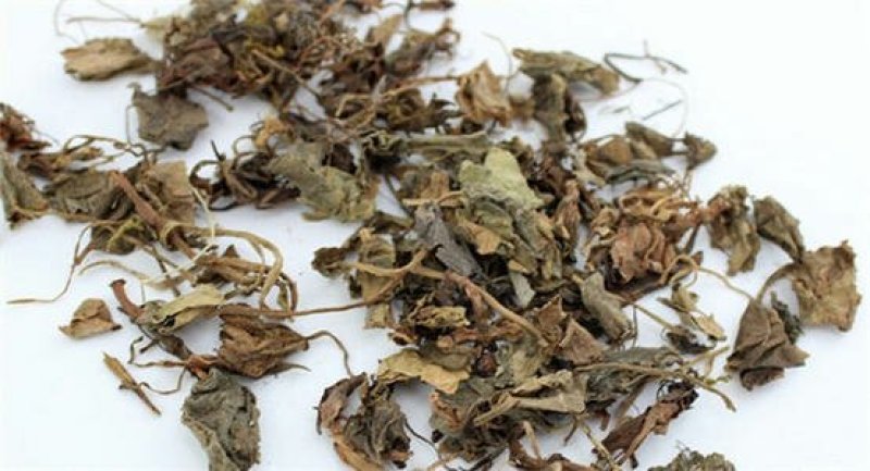 虎耳草千余品种供应承接订单