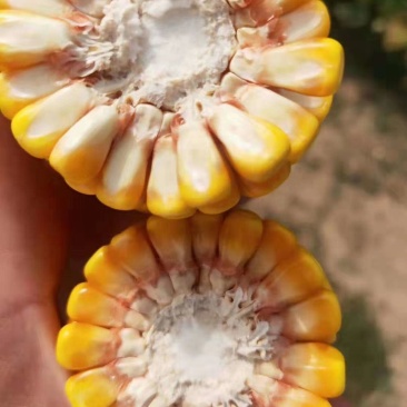 玉米穗玉米棒