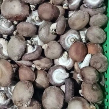 鲜香菇