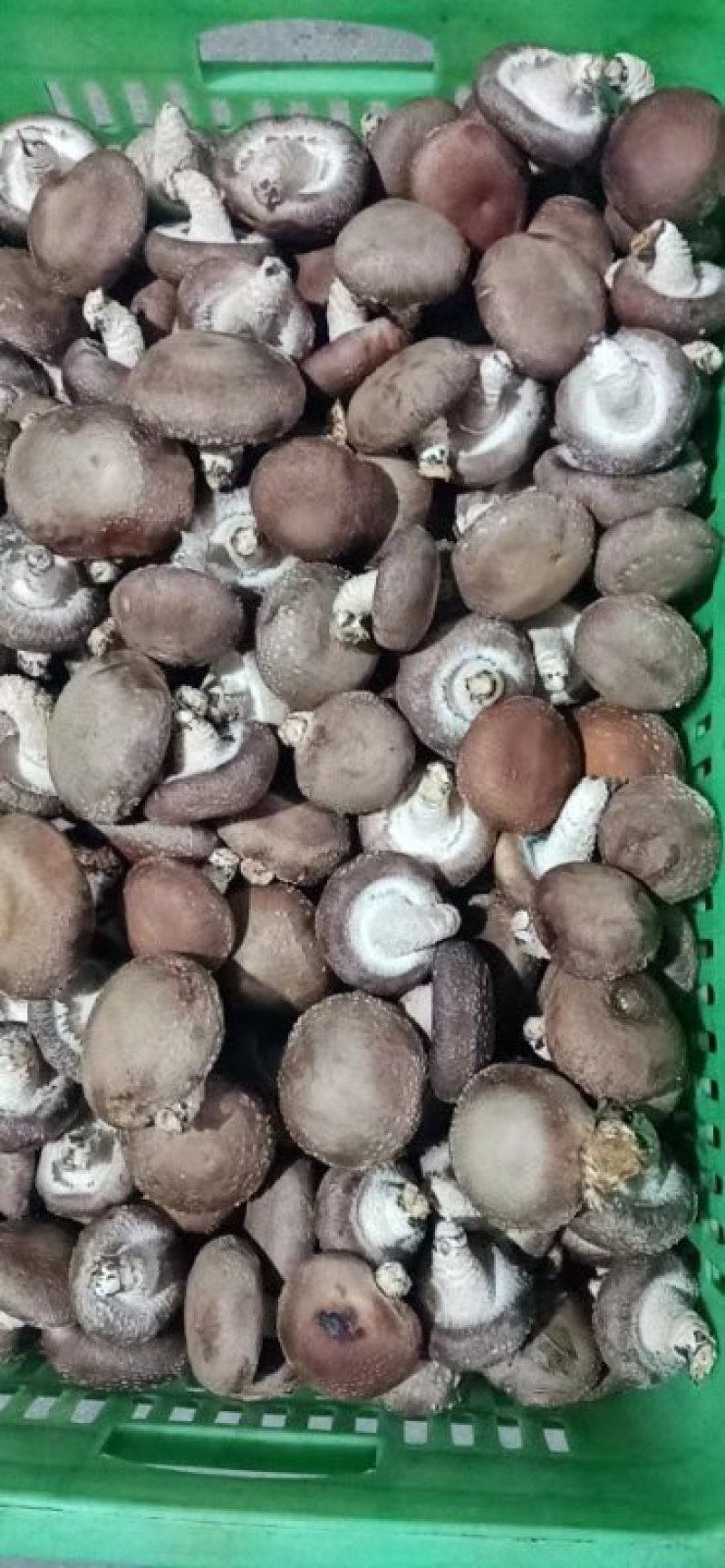 鲜香菇