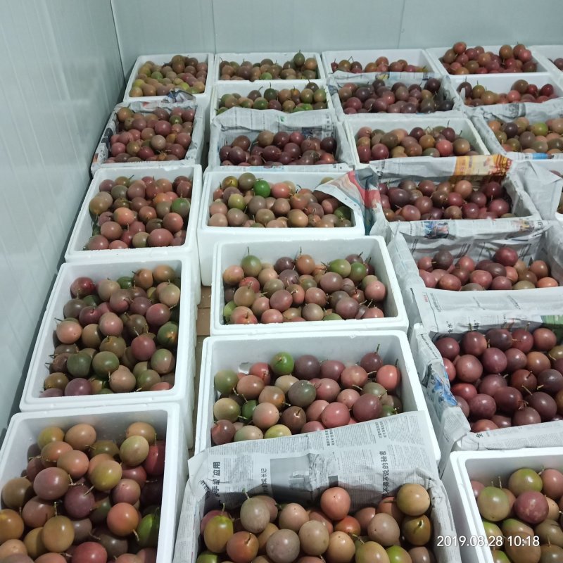 精品百香果大果