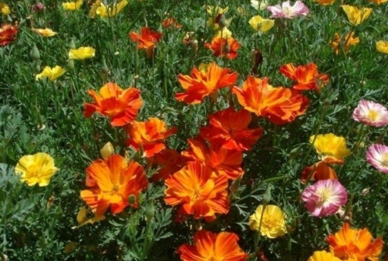 花菱草种子四季播种户外耐寒耐阴花种子多年生宿根见土就活