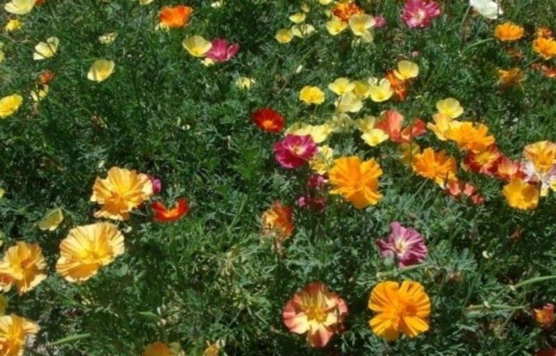 花菱草种子四季播种户外耐寒耐阴花种子多年生宿根见土就活