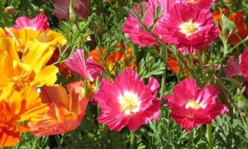 花菱草种子四季播种户外耐寒耐阴花种子多年生宿根见土就活