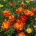 花菱草种子四季播种户外耐寒耐阴花种子多年生宿根见土就活