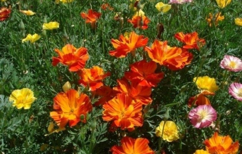 花菱草种子四季播种户外耐寒耐阴花种子多年生宿根见土就活