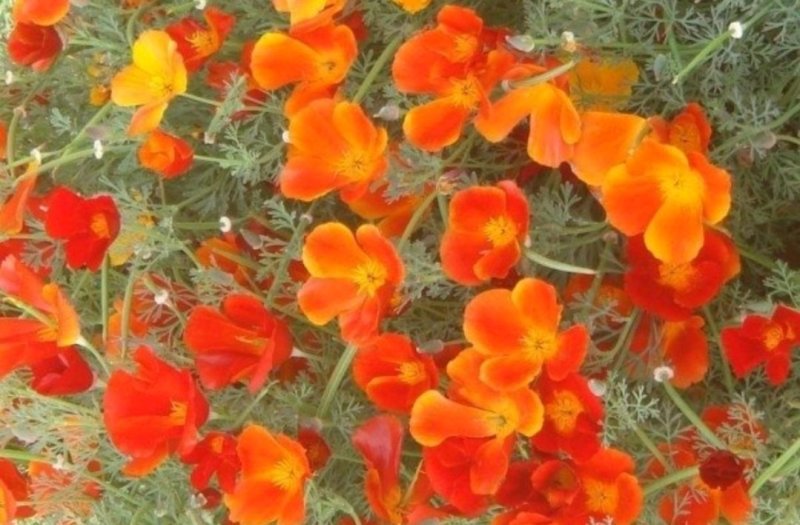 花菱草种子四季播种户外耐寒耐阴花种子多年生宿根见土就活
