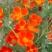 花菱草种子四季播种户外耐寒耐阴花种子多年生宿根见土就活