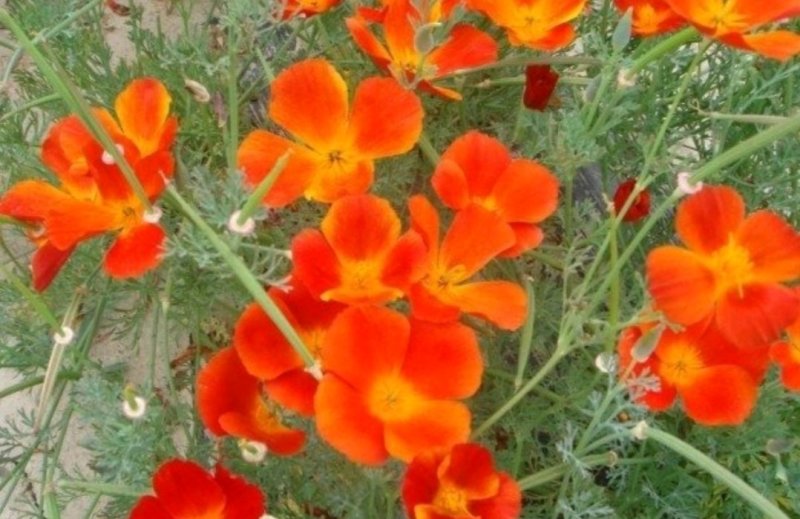 花菱草种子四季播种户外耐寒耐阴花种子多年生宿根见土就活