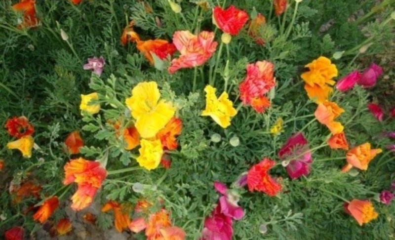 花菱草种子四季播种户外耐寒耐阴花种子多年生宿根见土就活