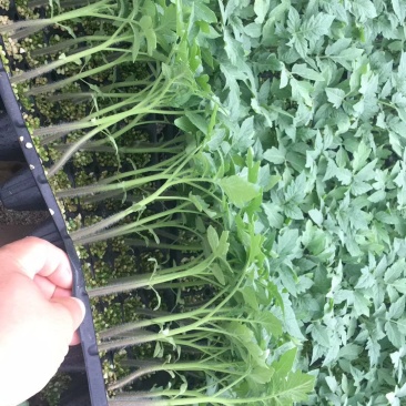 莲粉粉大果型