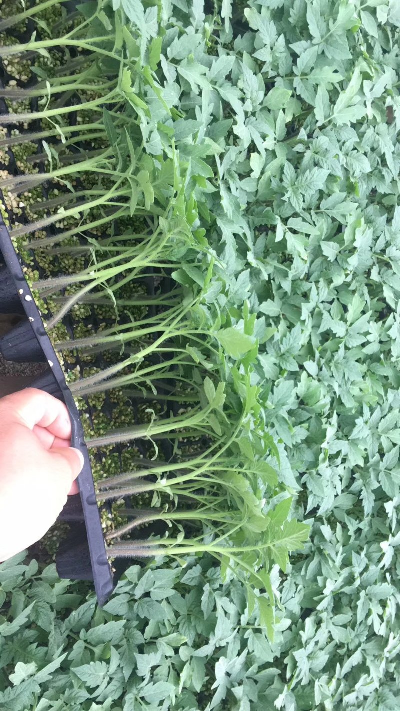 莲粉粉大果型