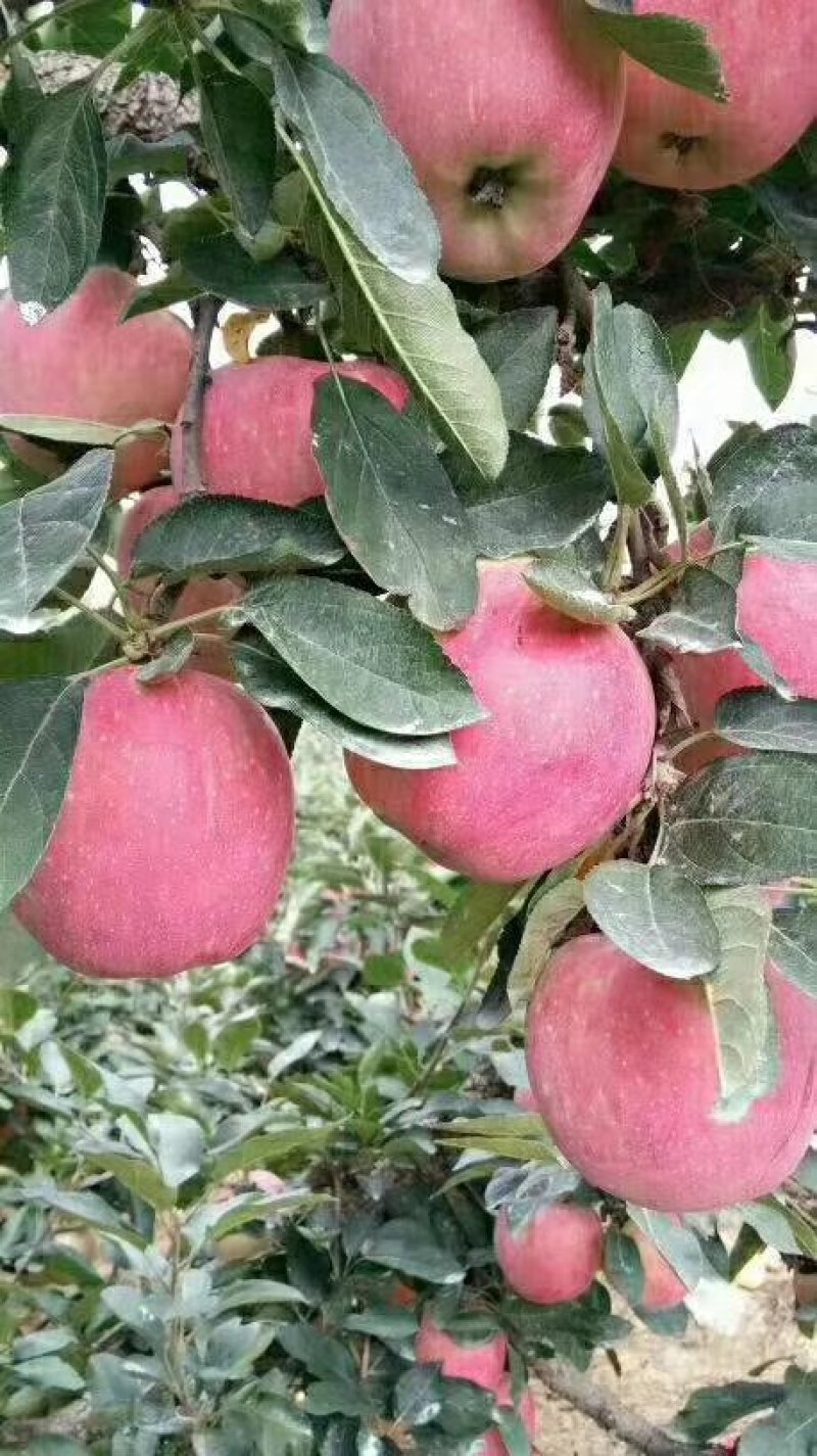 红星苹果大批量低价供货