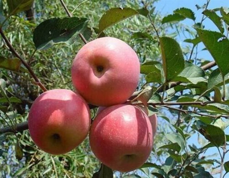 红星苹果大批量低价供货
