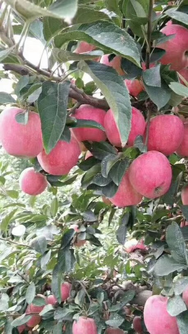 红星苹果大批量低价供货