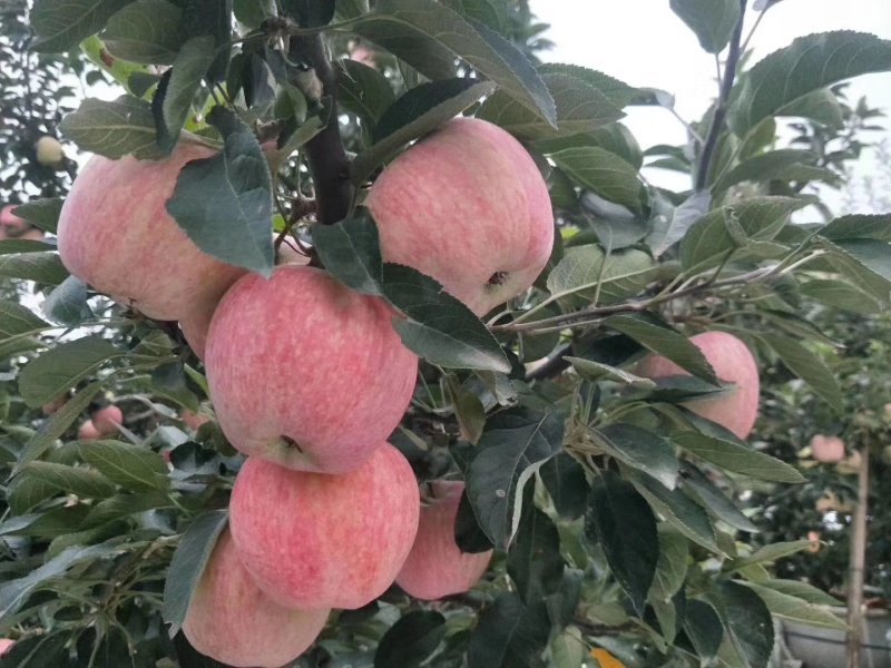 红星苹果大批量低价供货
