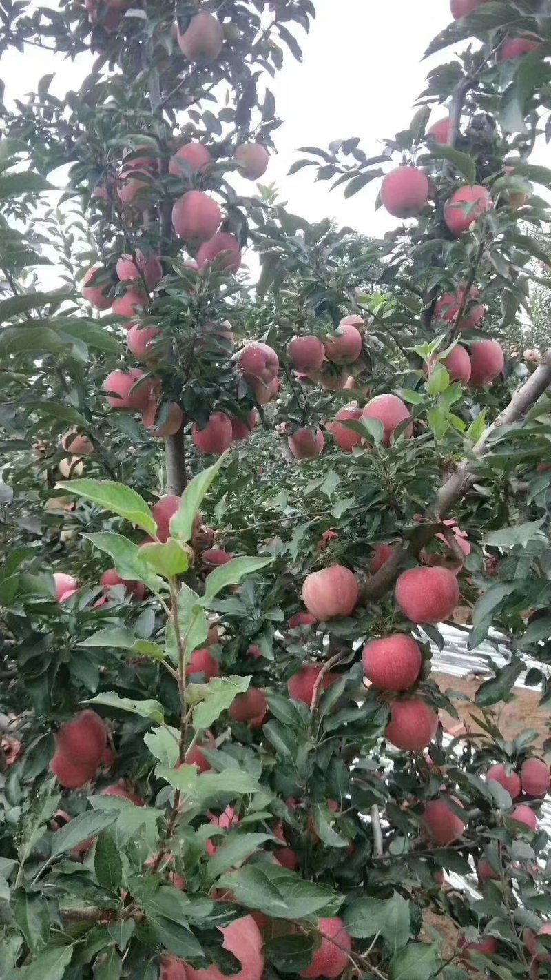 红星苹果大批量低价供货