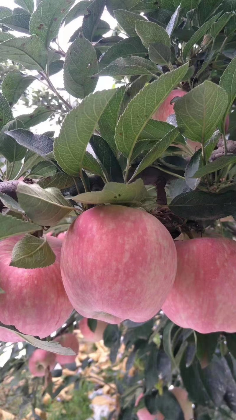 红星苹果大批量低价供货