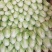，夏阳白菜2-4斤。产地直发，适合各大市场。