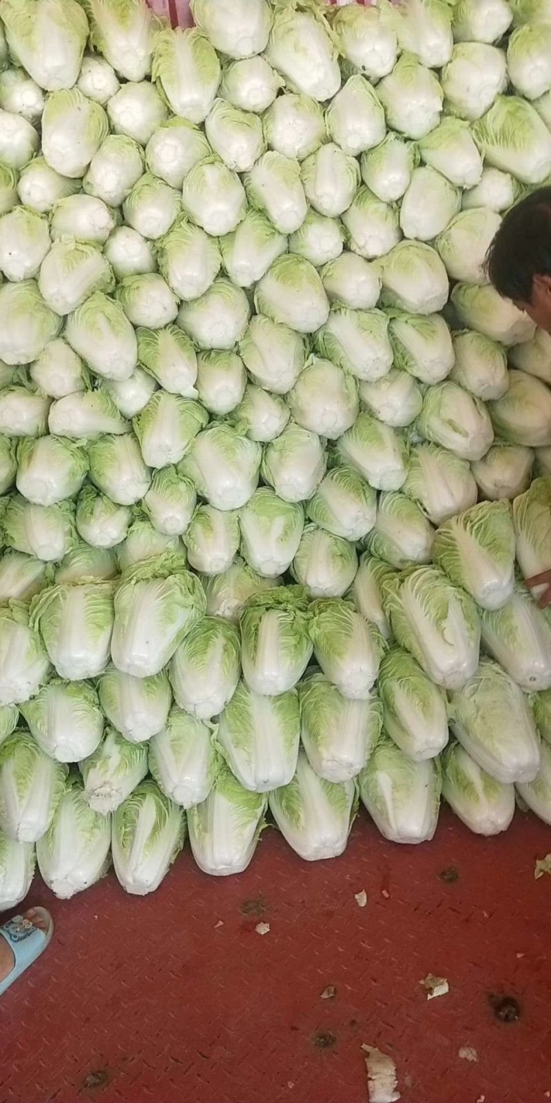，夏阳白菜2-4斤。产地直发，适合各大市场。