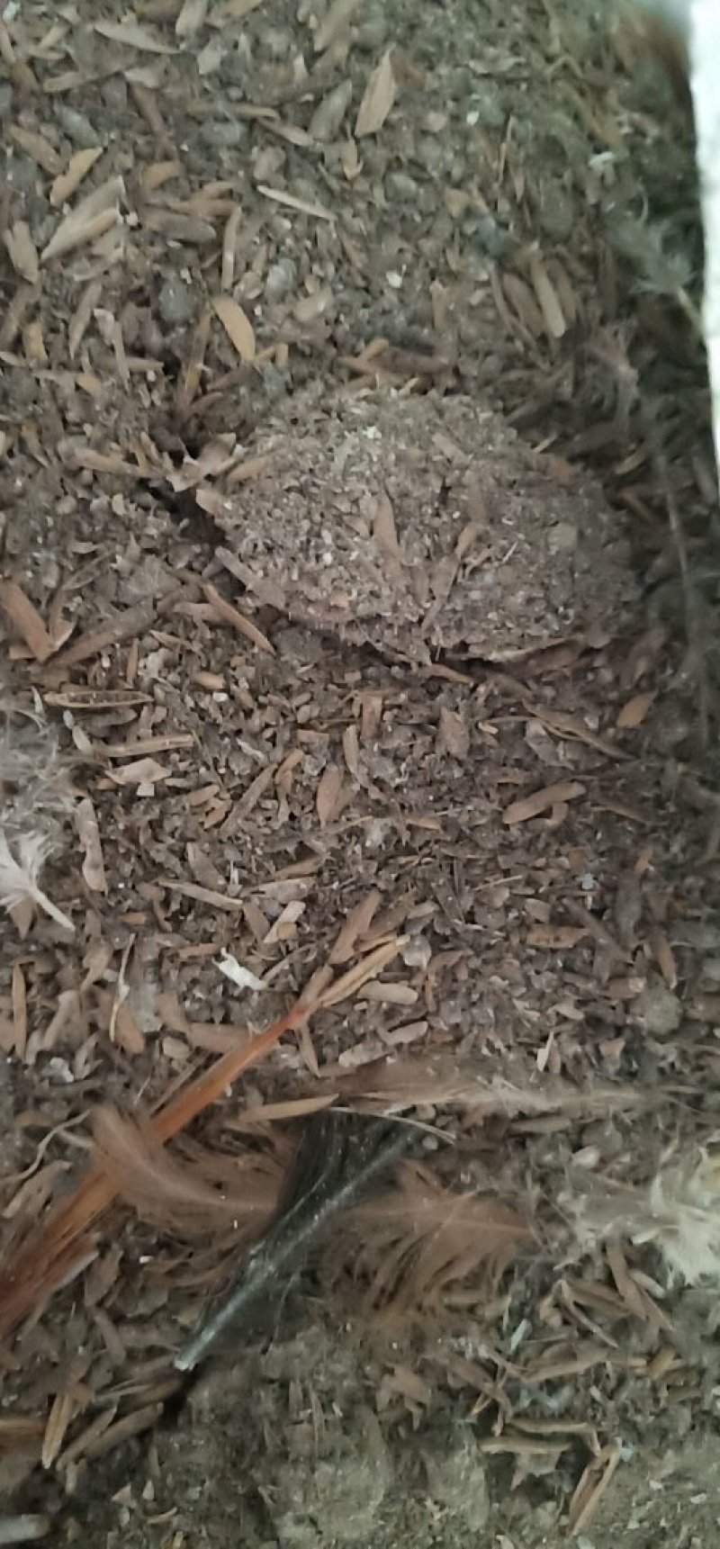 安徽稻壳草鸡粪，有机肥料，鸡粪