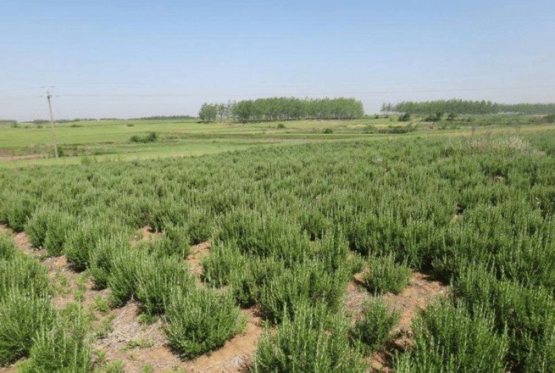迷迭香鲜叶大量上市2000斤起批