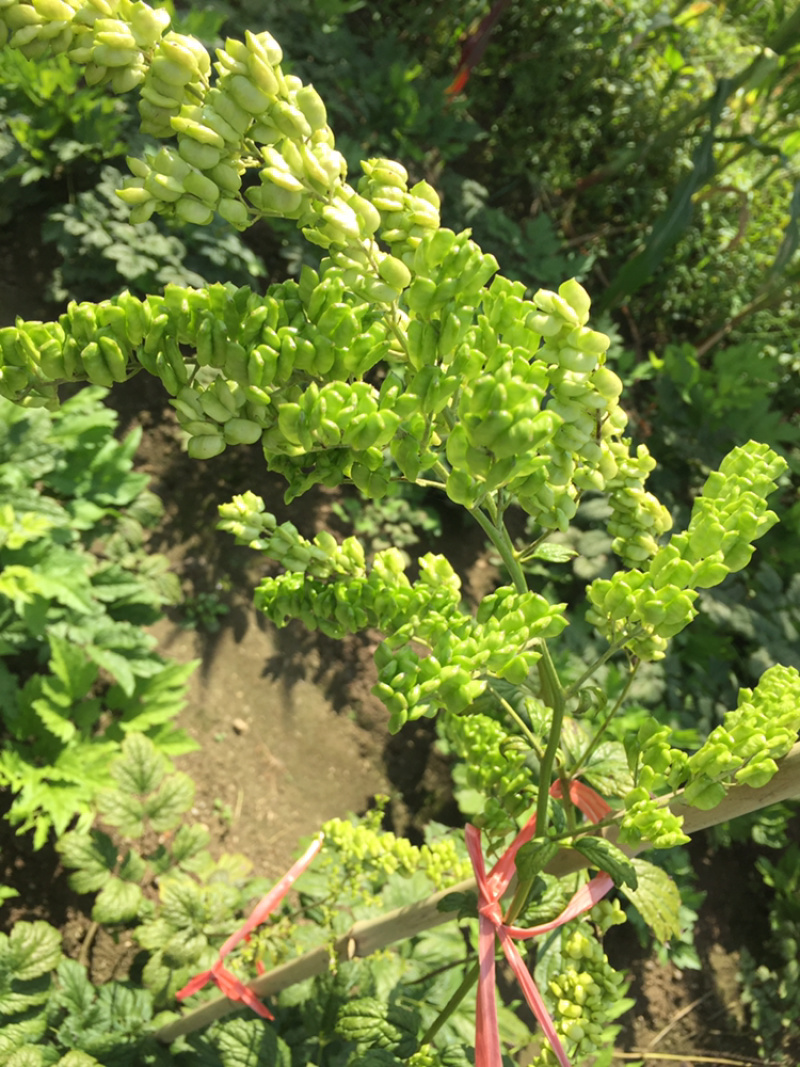出售升麻种子种苗，长年提供，当地大三叶苦龙芽