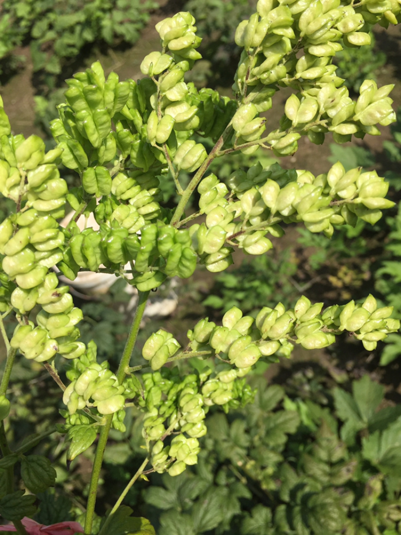 出售升麻种子种苗，长年提供，当地大三叶苦龙芽