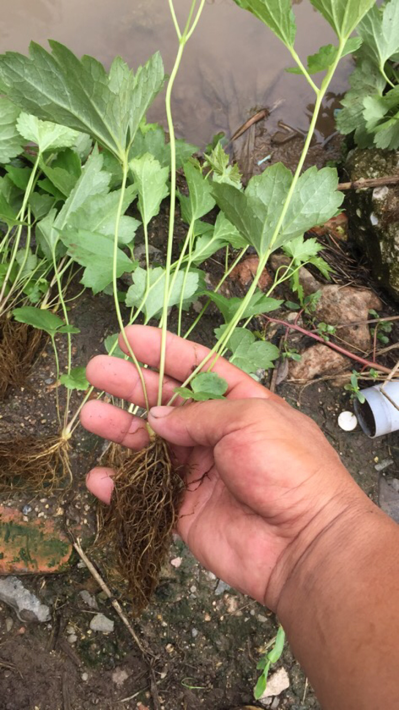 出售升麻种子种苗，长年提供，当地大三叶苦龙芽