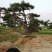 造型松