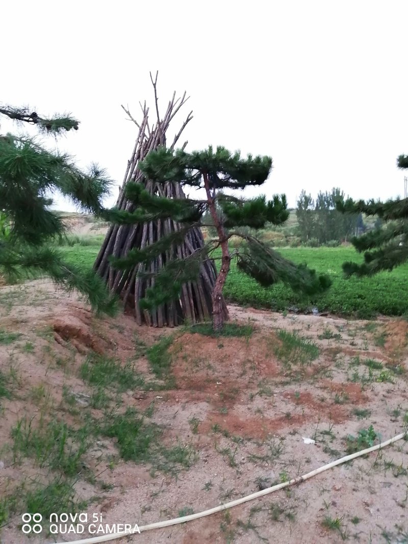 造型松