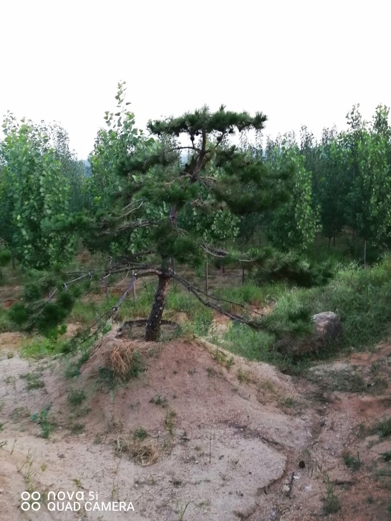 造型松