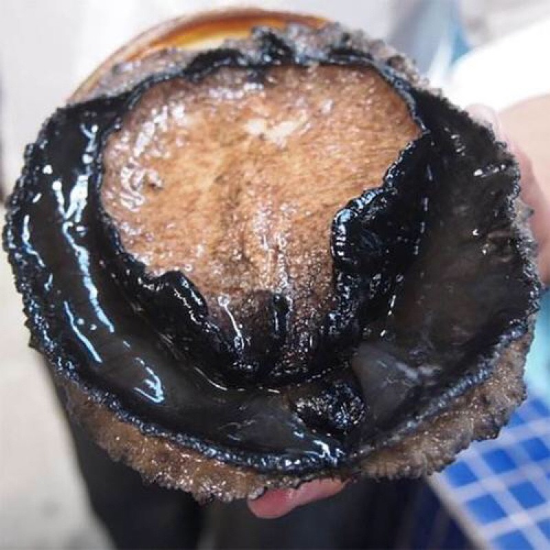 新西兰大黑金鲍