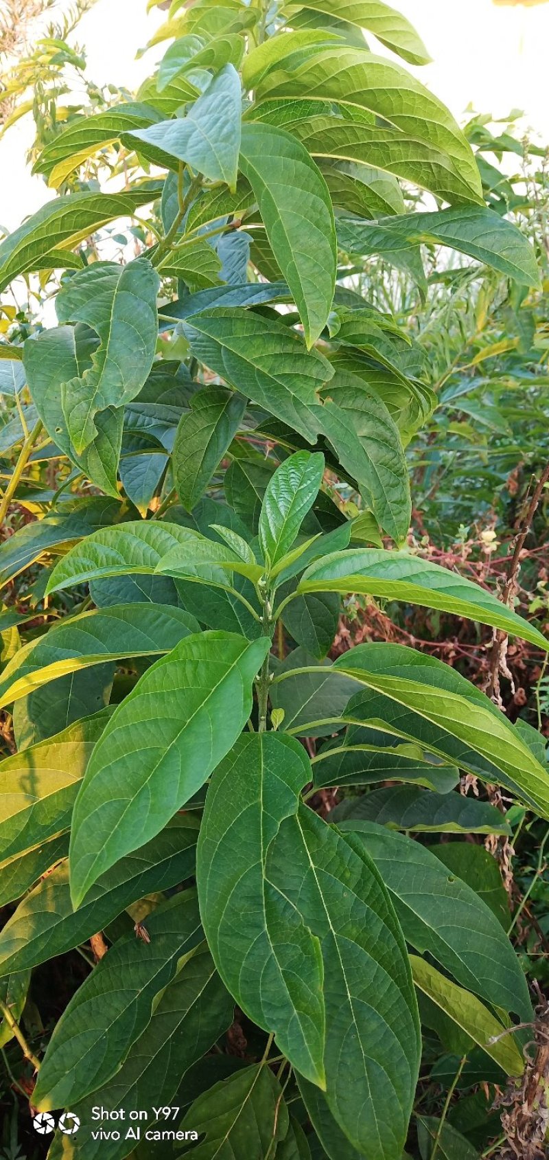 野生，大青