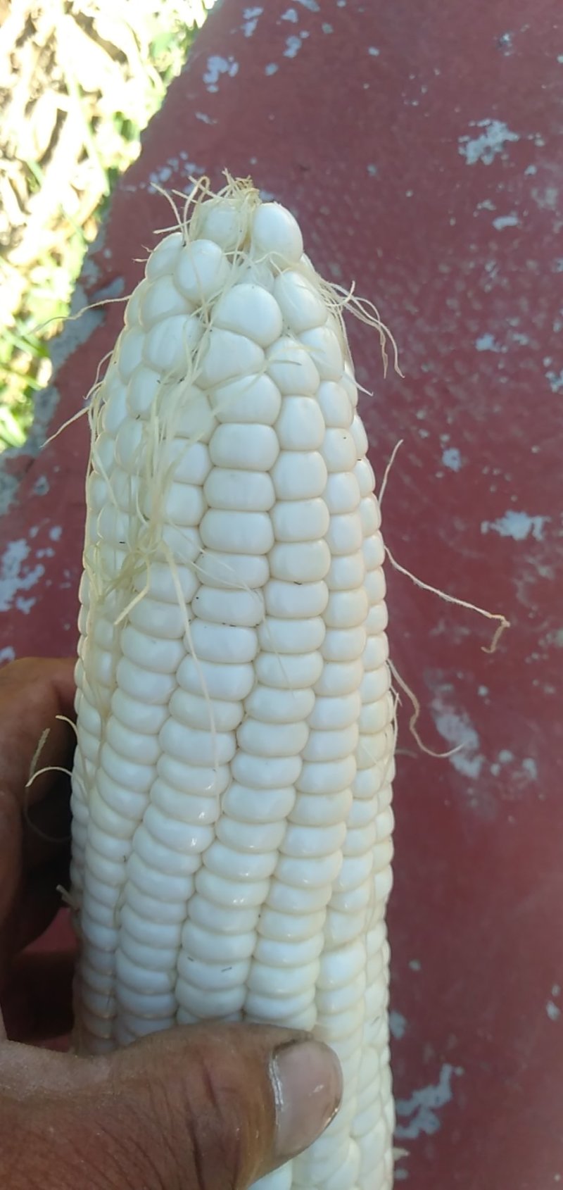 大量现货糯玉米