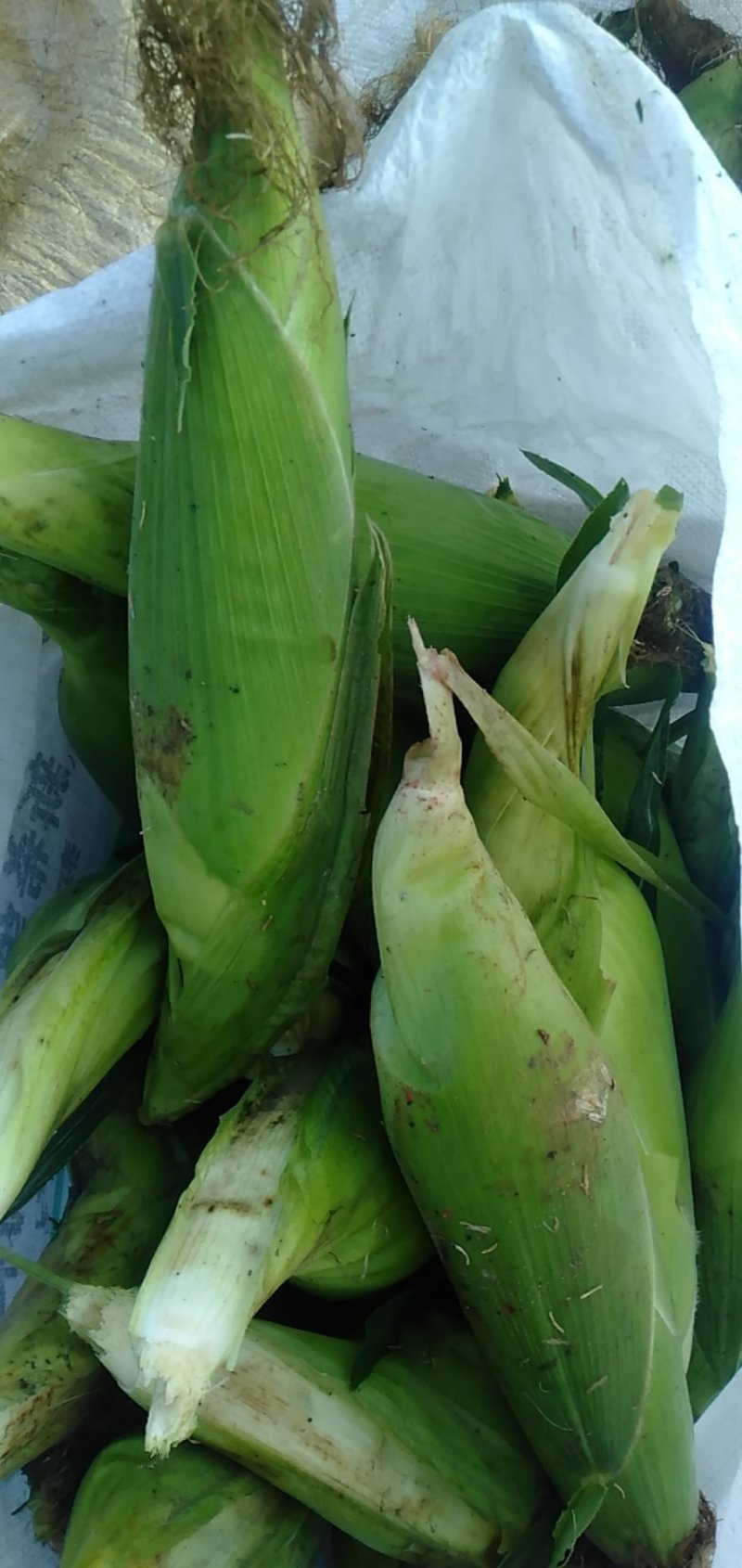 大量现货糯玉米